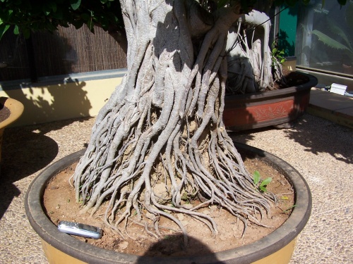 Bonsai Raices Ficus Compacta - Natura Garden