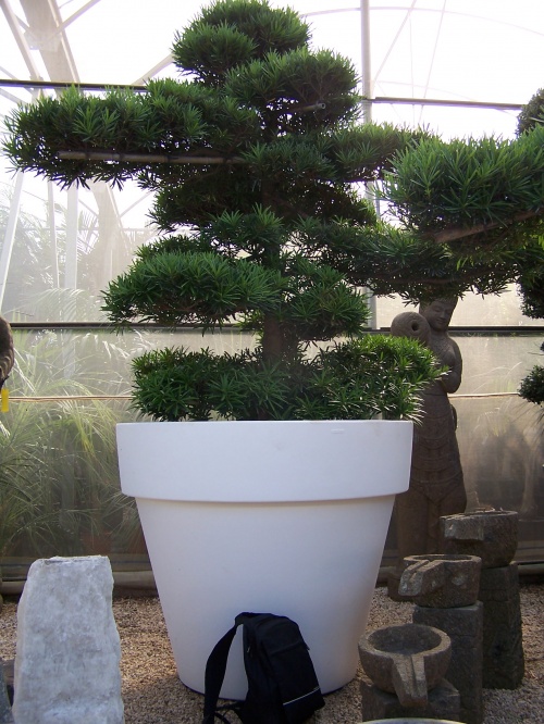 Bonsai Podocarpus Macrophil - Natura Garden