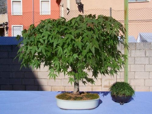 Bonsai Acer Palmatum o Palmado de Pedro Tortosa - Assoc. Bonsai Cocentaina