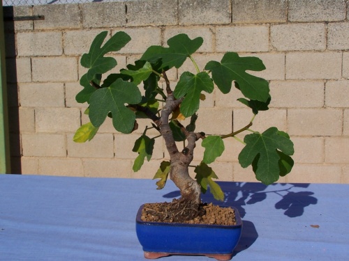 Bonsai Higuera - Ficus Carica - Assoc. Bonsai Cocentaina