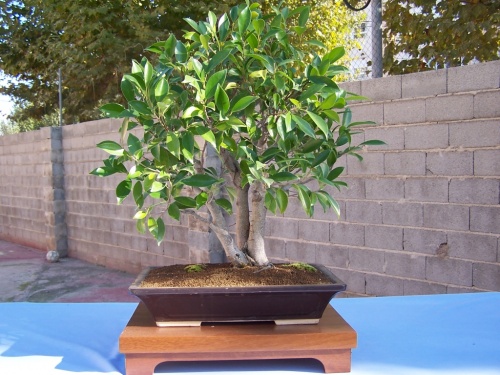 Bonsai Ficus Retusa - Assoc. Bonsai Cocentaina
