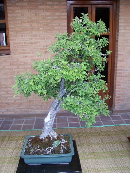 Bonsai espino "bonsai laguna" - puce
