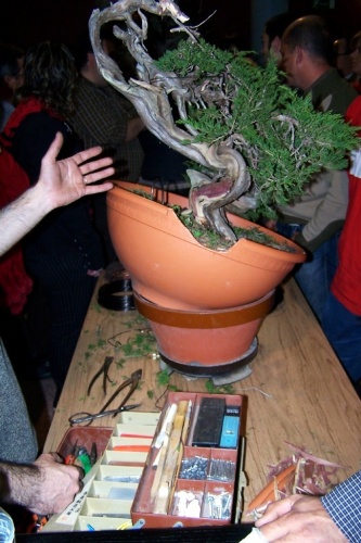 Bonsai Mesa de trabajo de un maestro del bonsái - bonsaime