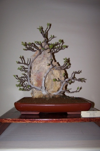 Bonsai Higuera - Ficus Carica - cbvillena