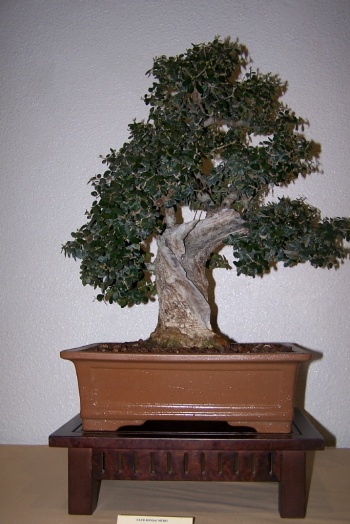 Bonsai Acebuche - Olea Europaea Silvestrys - cbvillena