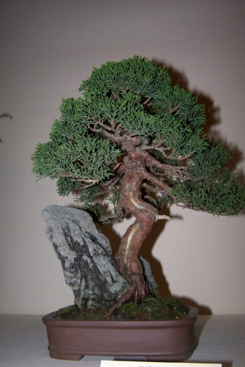 Bonsai Sabina - Juniperus Chinensis - cbvillena