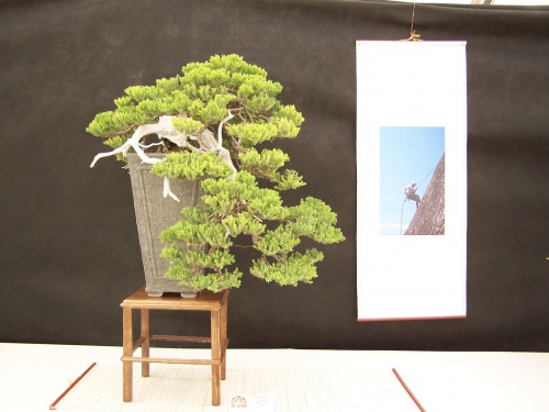 Bonsai Sabina - Juniperus Procumbens nana - CBALICANTE
