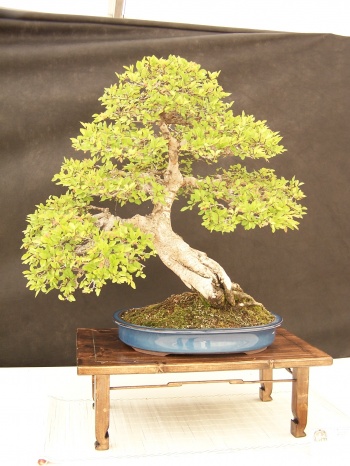 Bonsai Olmo Chino - Ulmus parvifolia - CBALICANTE