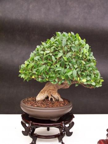 Bonsai Ficus Retusa - CBALICANTE