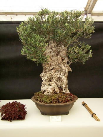 Bonsai Olivo - Olea Europaea - CBALICANTE