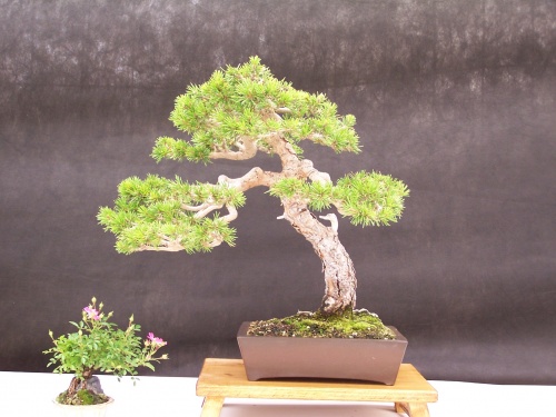 Bonsai Pino Albar - Pi Roig - Pinus Sylvestris - CBALICANTE