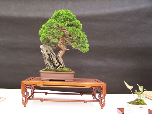 Bonsai Junipero Chino - Juniperus Chinensis - CBALICANTE