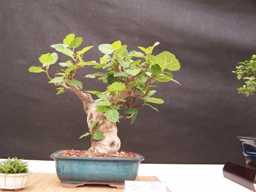 Bonsai Higuera - Ficus Carica - CBALICANTE