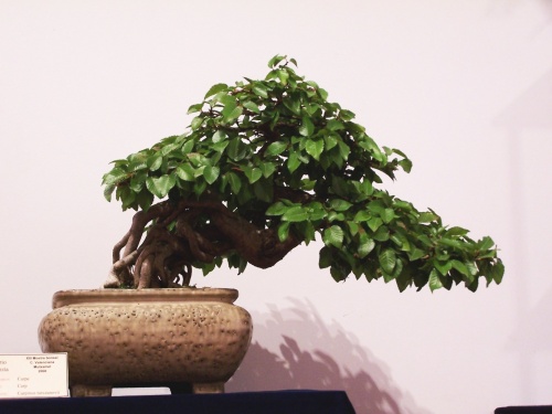 Bonsai Mario Komsta - Carpe - Carpinus Turczaninovi - bonsaime