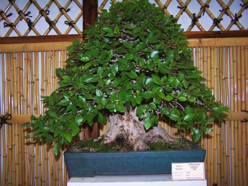 Bonsai Mario Komsta - Carpe - bonsaime