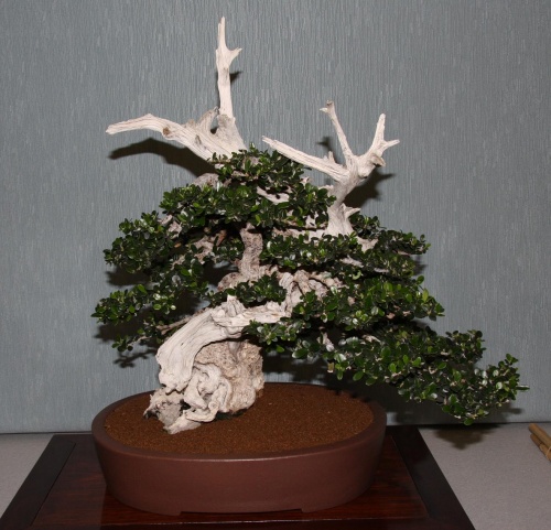Bonsai 887 - bonsaipaterna