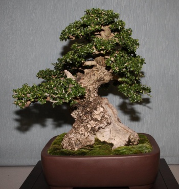 Bonsai 891 - bonsaipaterna