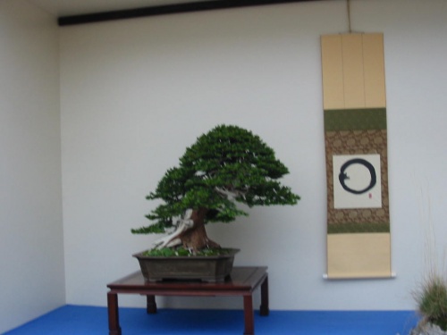 Bonsai gingko bonsai award 2005 - huang-hito