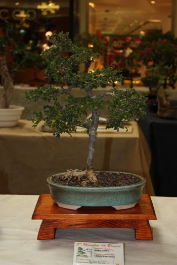 Bonsai Olmo Chino - Ulmus Parvifolia - ilicitano