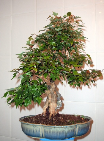 Bonsai Acer burguerianum agarrado a piedra - cascalleta