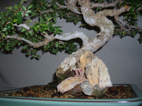 Bonsai Olmo Chino - Ulmus Parvifolia - Assoc. Bonsai Muro