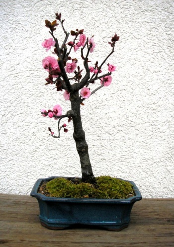 Bonsai Ciruelo japonés/Prunus cerasifera 'Atropurpurea' - 64jein