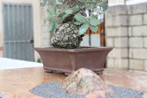 Bonsai Quercus Faginea - Roble Valenciano - Assoc. Bonsai Cocentaina