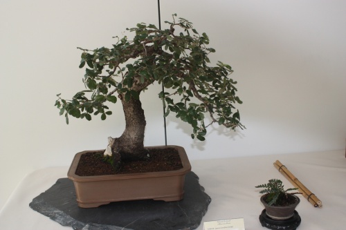 Bonsai Quercus Coccifera - Murciano