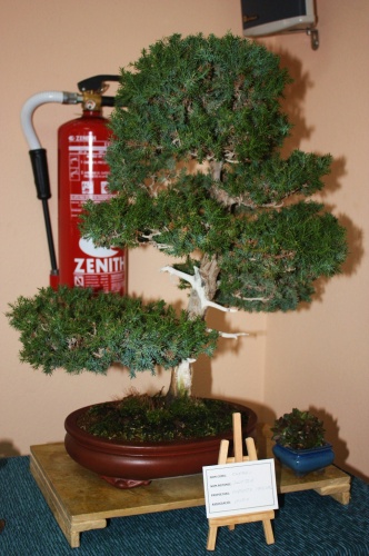 Bonsai Enebro - Juniperus estricta ( Ernesto Pascual ) - Assoc. Bonsai Muro