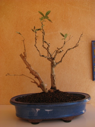 Bonsai olivo - rafaelcampos