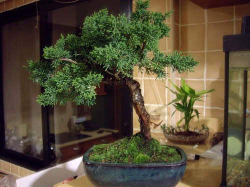 Bonsai [#Sin Título#]Juniperus Chinensis - Juan Castro
