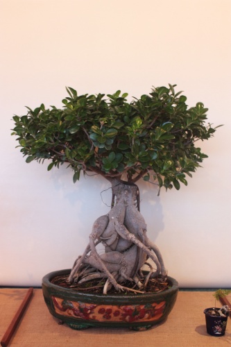 Bonsai Ficus Benjamina - Assoc. Bonsai Muro