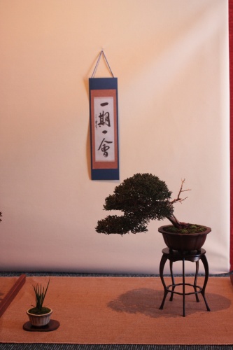 Bonsai juniperus chinensis - Assoc. Bonsai Muro