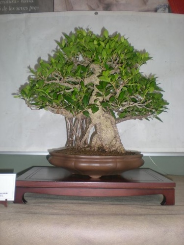 Bonsai Ficus retusa - Sueca