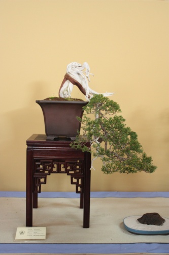 Bonsai Juniperus Sabina - Assoc. Bonsai Cocentaina