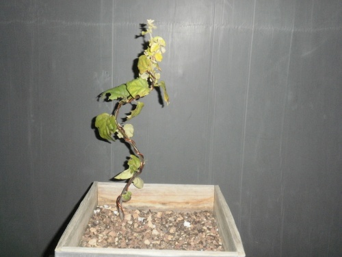 Bonsai Menbrillo planton noviembre del 2012 - SARRUT