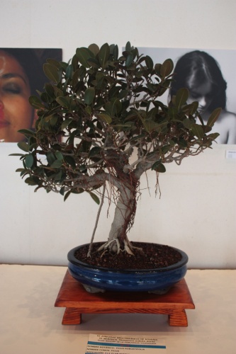 Bonsai Ficus Robustifolia - Elx Club Bonsai - torrevejense