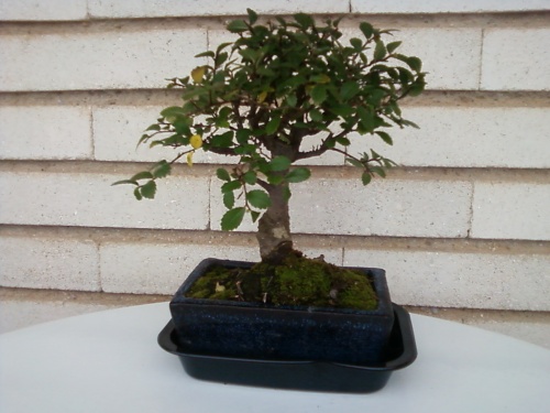 Bonsai zelkova parvifolia - paco,contre