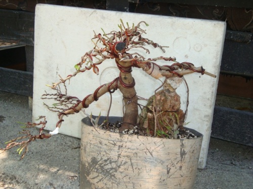 Bonsai Prebonsai Ficus Retusa Formosanum - ryarturogi