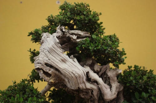 Bonsai 12139 - bonsaime