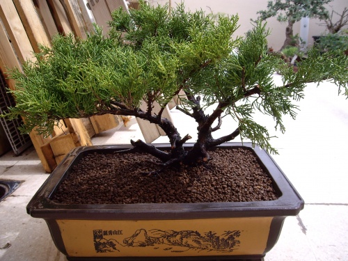 Bonsai juniperus - Juan Castro
