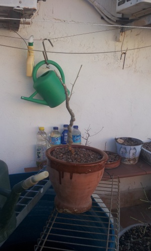 Bonsai Acacia trasplantada - SARRUT