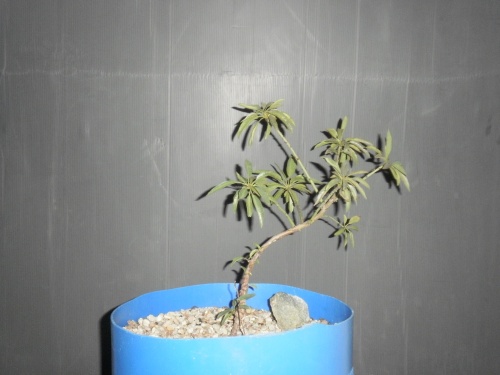 Bonsai Almendro  semila del 2011 - SARRUT