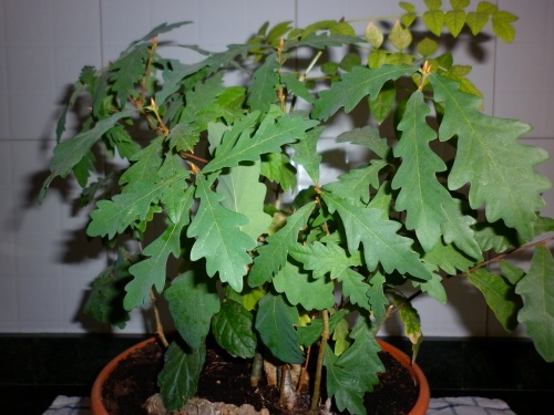Bonsai Robles "Roures" =Quercus= - tito satorre rodriguez
