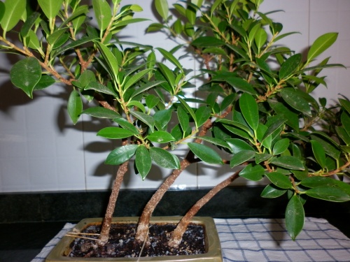 Bonsai Ficus retusa II 2012 - tito satorre rodriguez