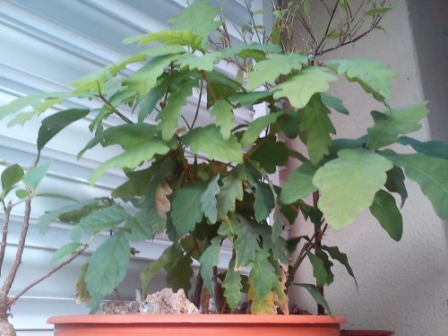 Bonsai Robles "Roures" = Quercus = - tito satorre rodriguez