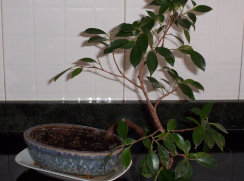 Bonsai Ficus retusa I 2001 - tito satorre rodriguez