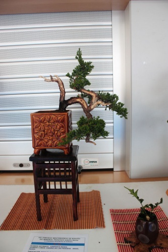 Bonsai Juniperus Rigida Bonsai - Semicascada - torrevejense