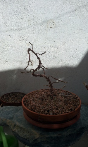 Bonsai Ficus esqueje alambrando - SARRUT