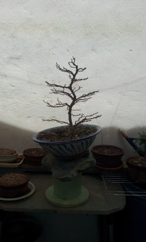 Bonsai Ficus defoliado y alambrado - SARRUT
